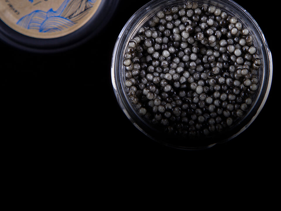 Russian sturgeon caviar